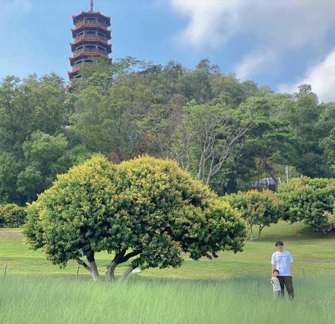 深圳拍照随手拍照出大片的红花山公园