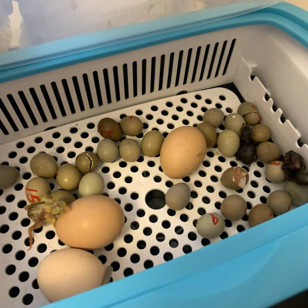 芦丁鸡孵化过程图图片