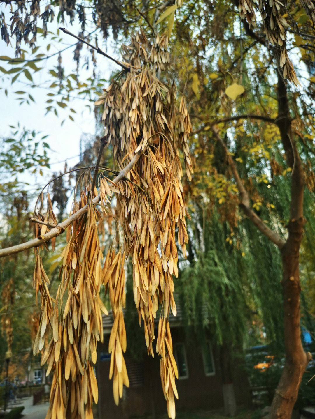 常见植物白蜡的果实