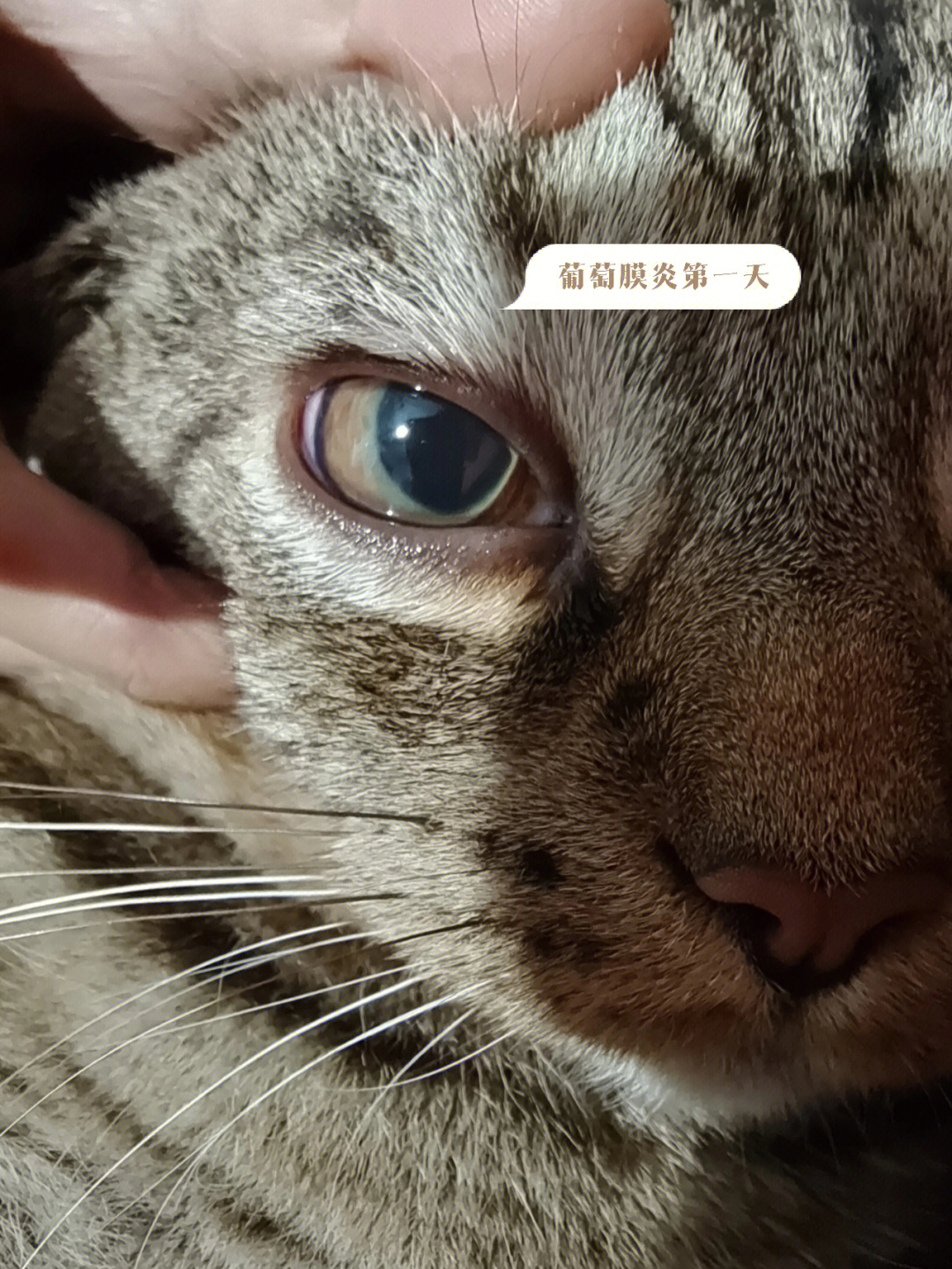 猫咪全葡萄膜炎眼睛变化过程