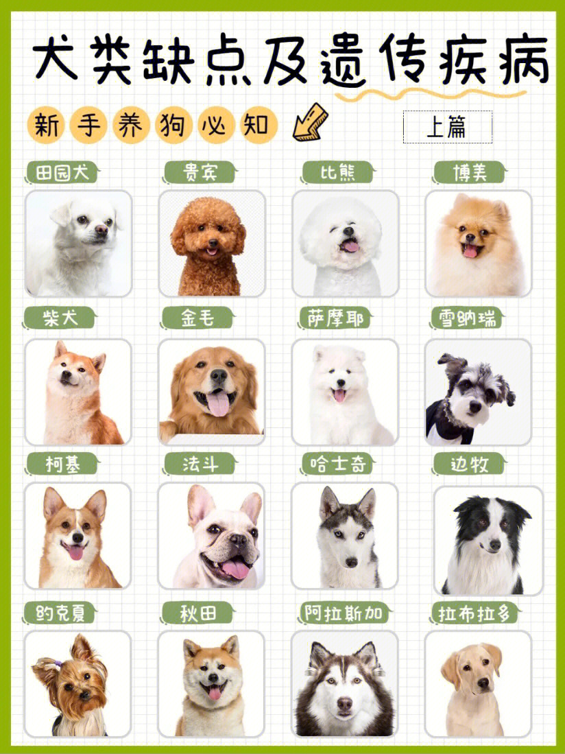 哈瓦那犬多少钱一只图片