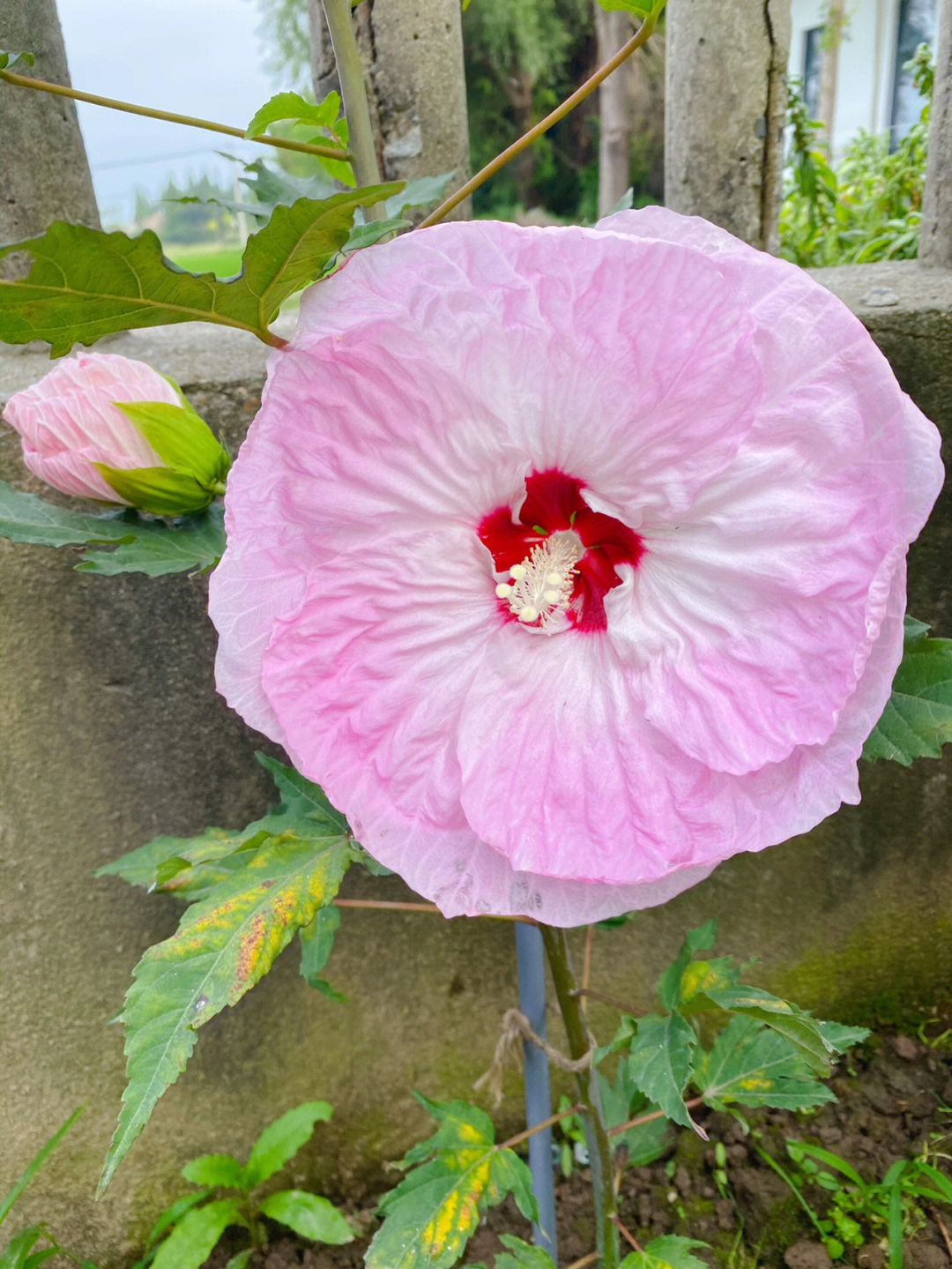 大花芙蓉葵扎染