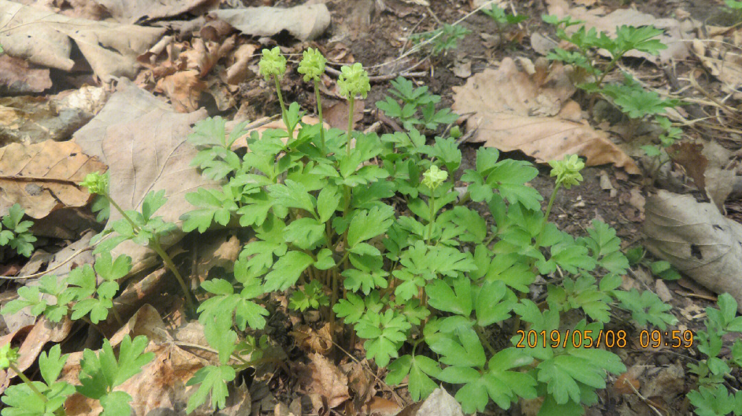 五福花五福花科五福花属多年生草本植物