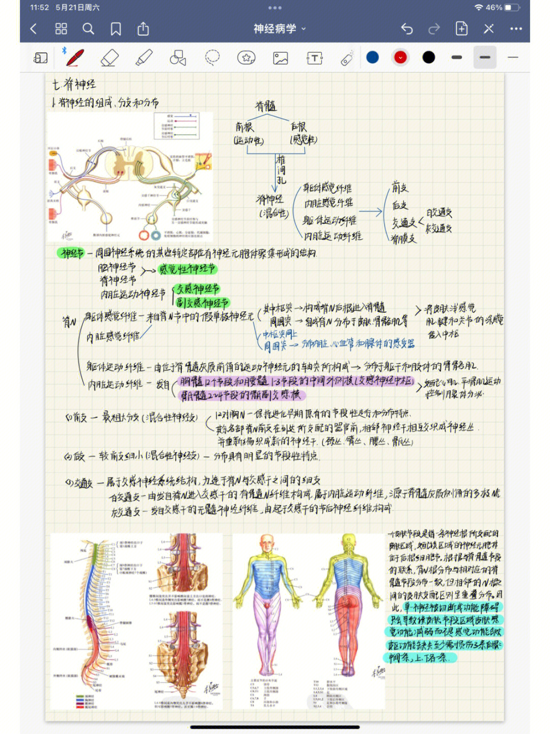 脊神经字母图片