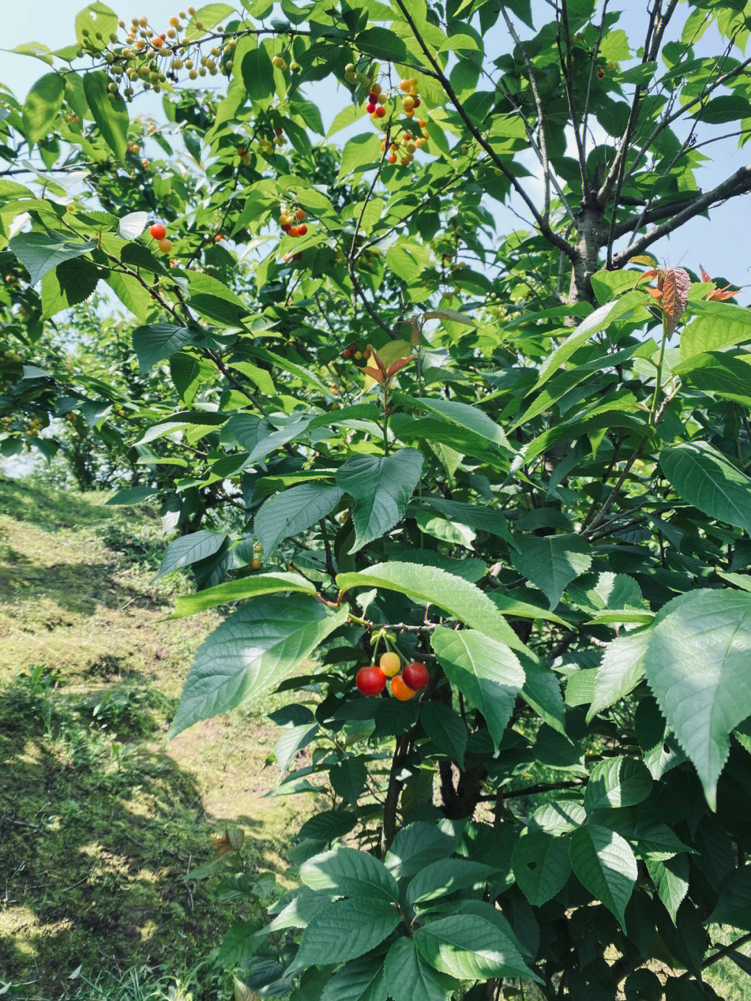 眉山桂花湖摘樱桃图片