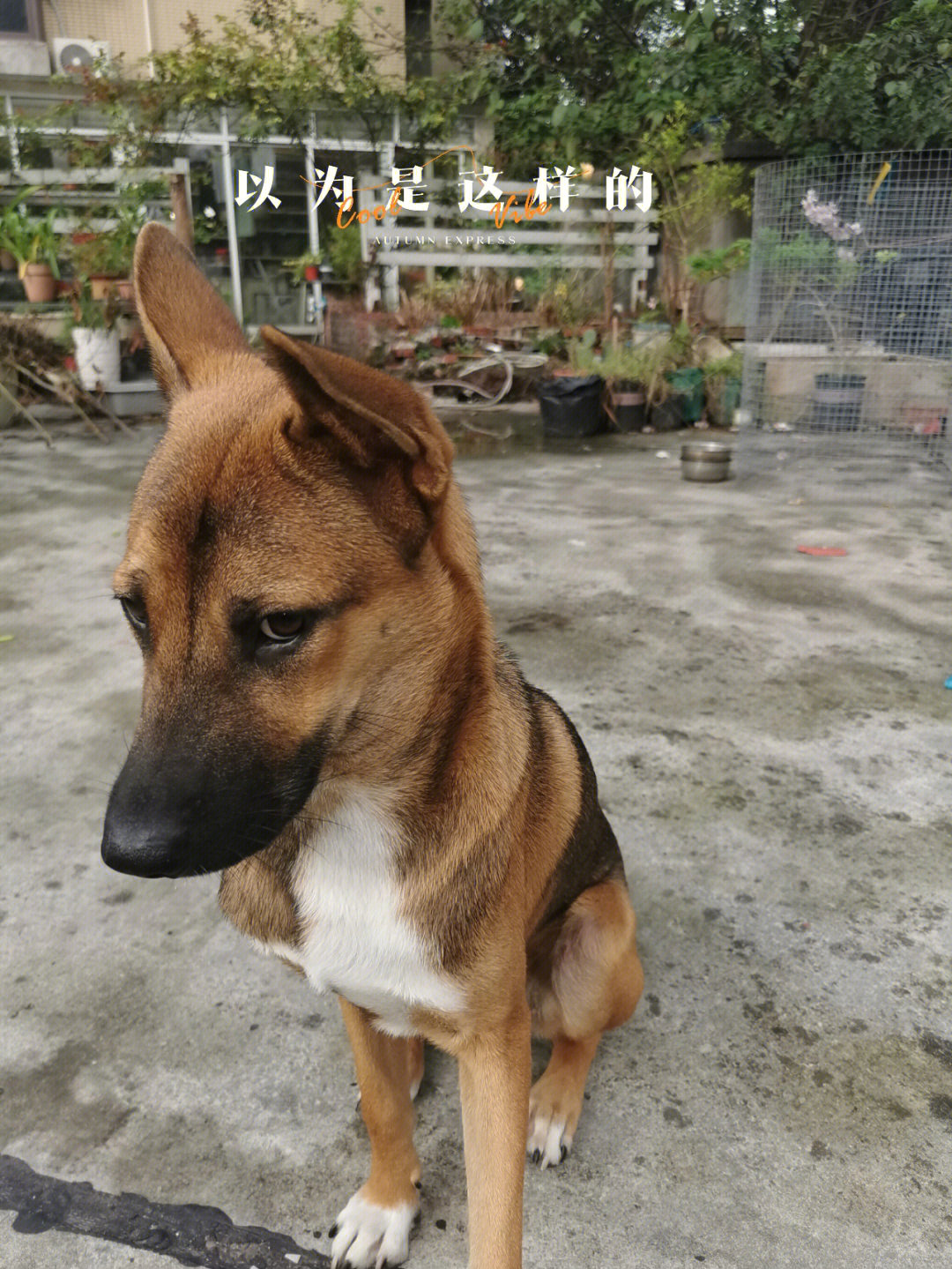 田园犬波妞