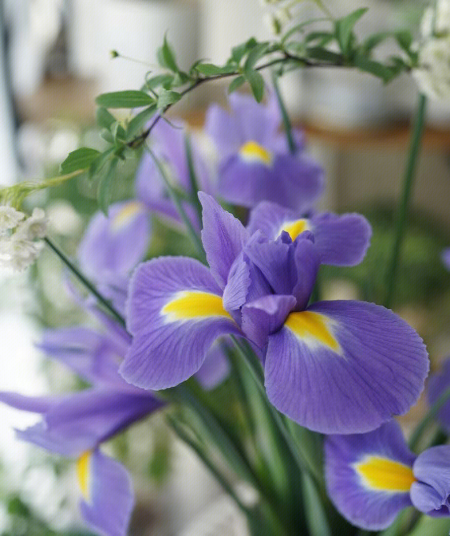 关于鸢尾花的文案图片