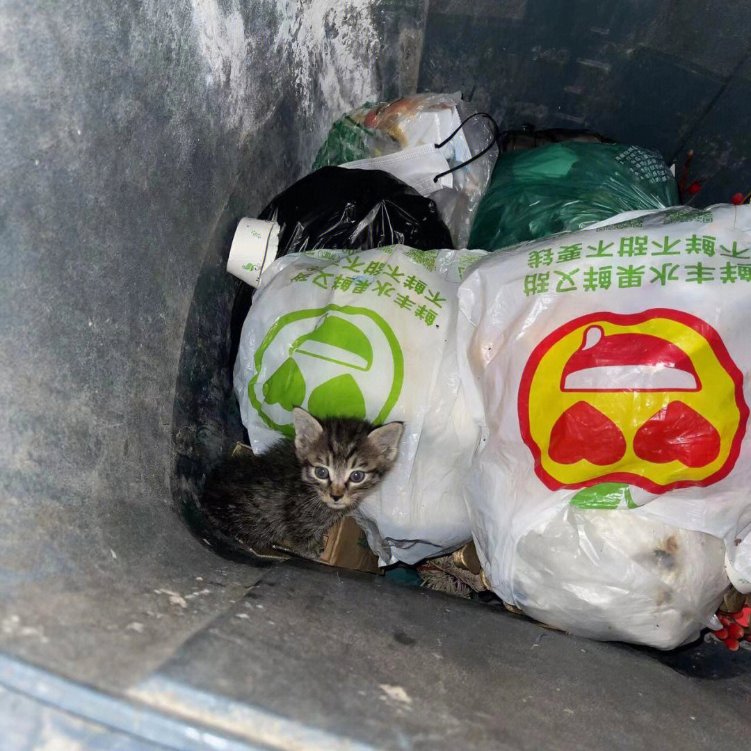 为什么会有人直接把猫丢进垃圾桶里