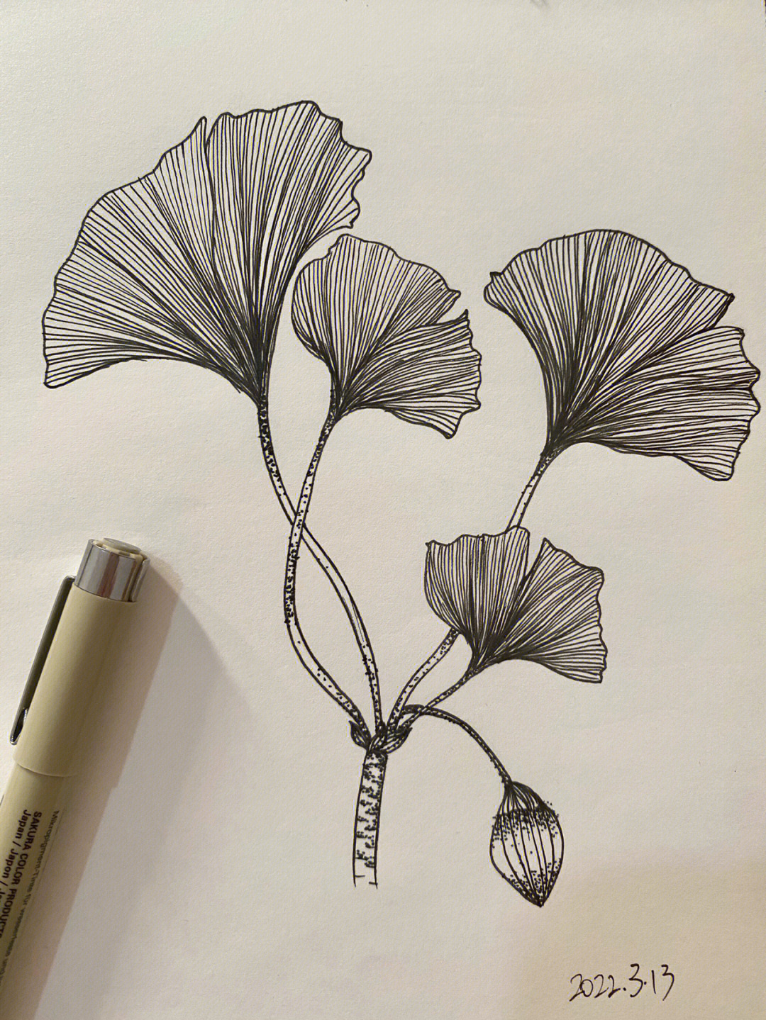 植物怎么画四年级线描图片