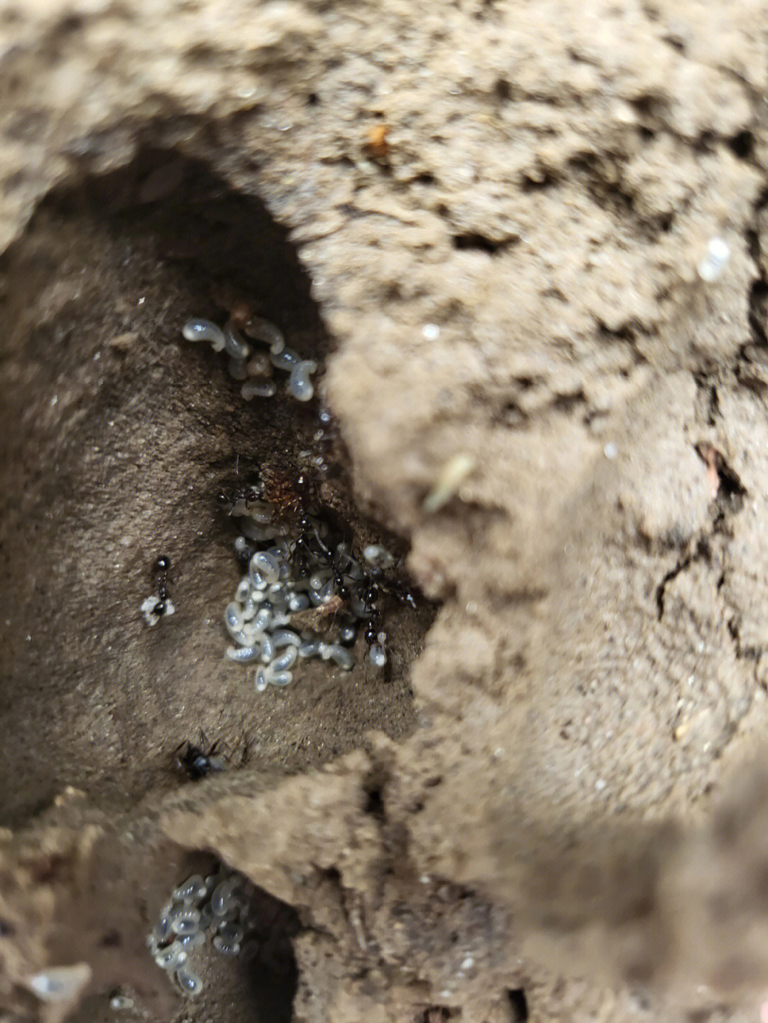 第一次见蚂蚁卵我比娃兴奋