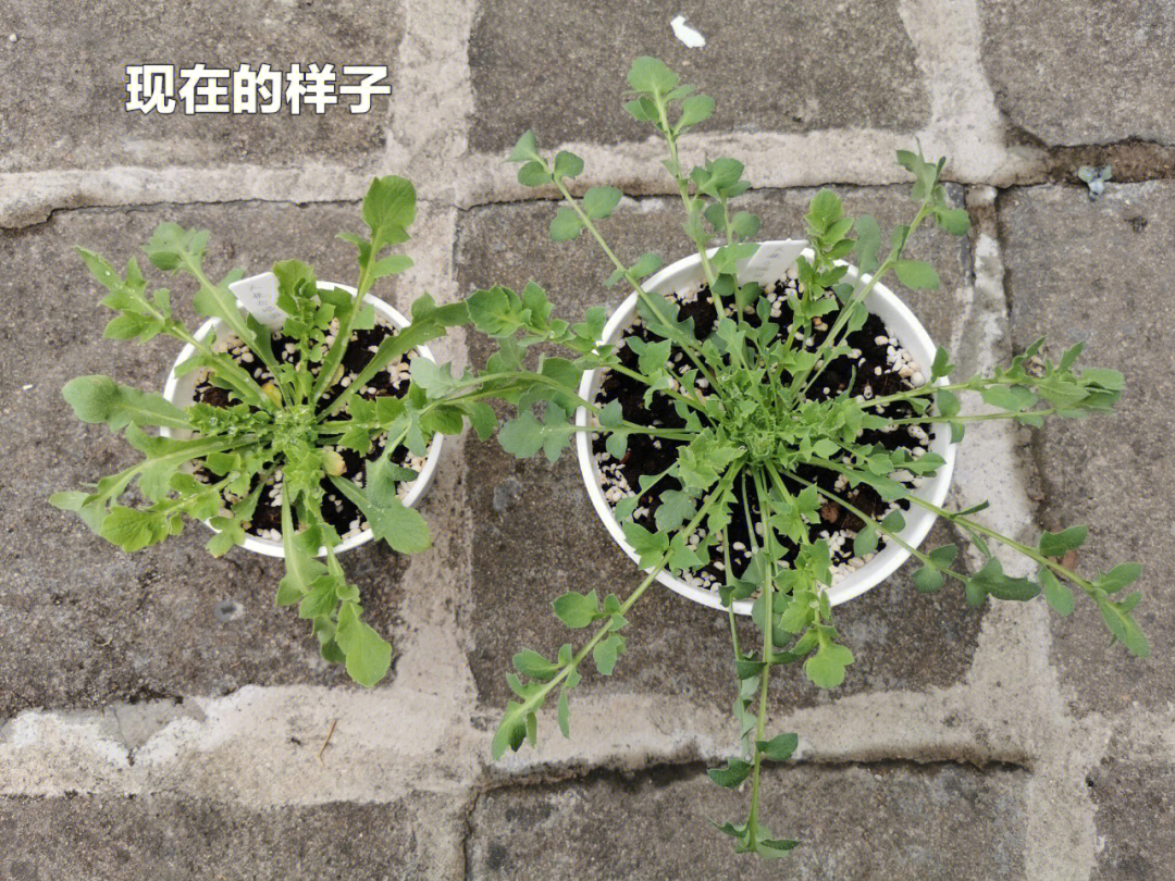 虞美人刚发芽的图片图片