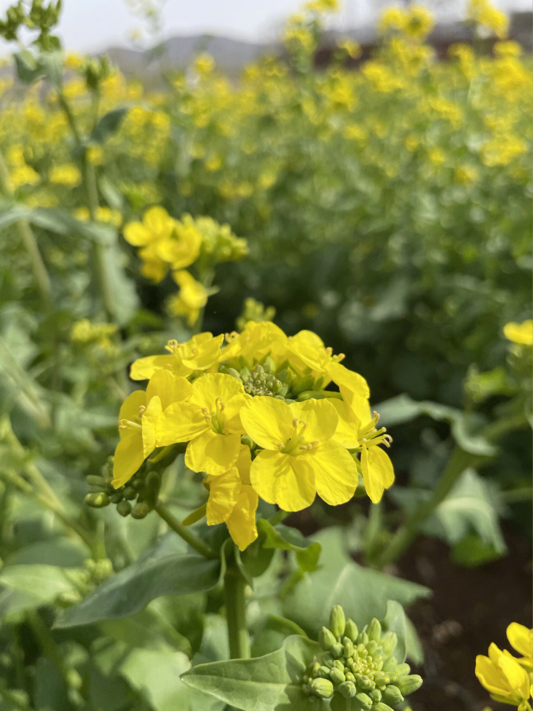 双泉镇油菜花图片