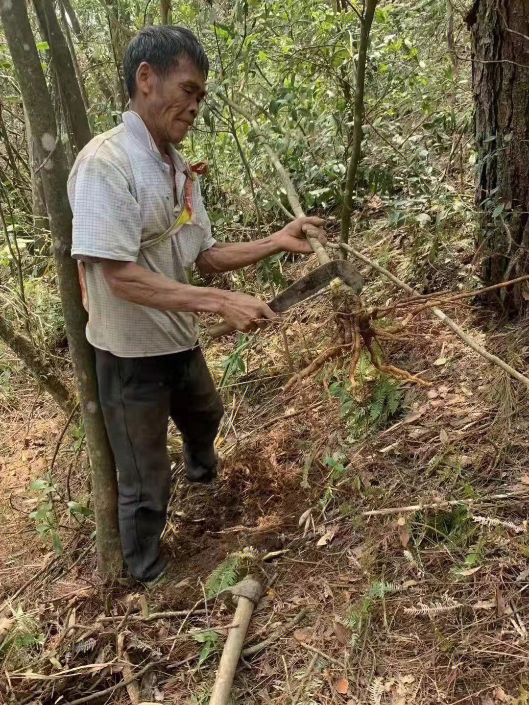 广西大瑶山土匪头子图片