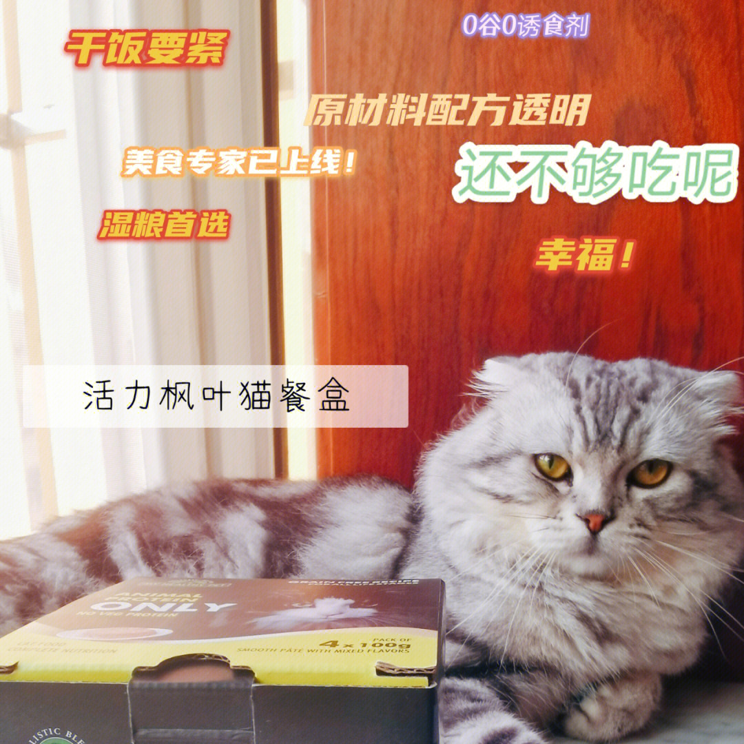 小猫咪吃盒饭开饭啦活力枫叶猫咪餐盒