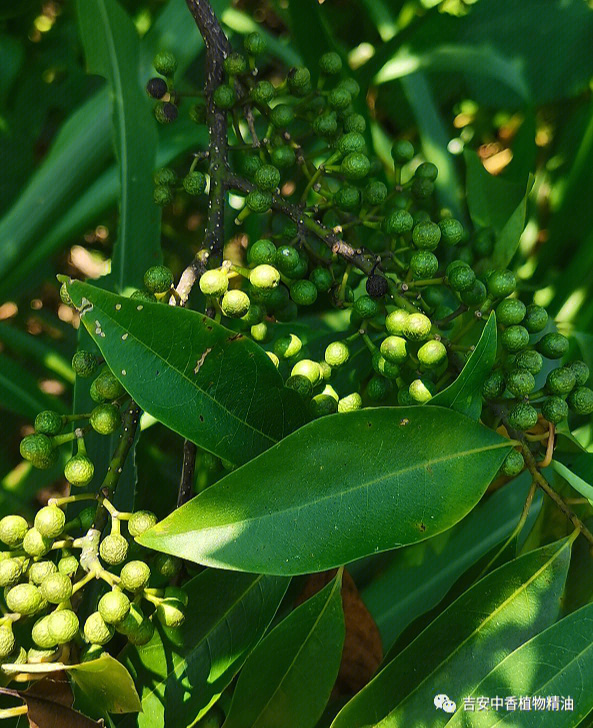 山鸡椒是中国常见的野生樟科植物,又名山苍子,木姜子全株可入药