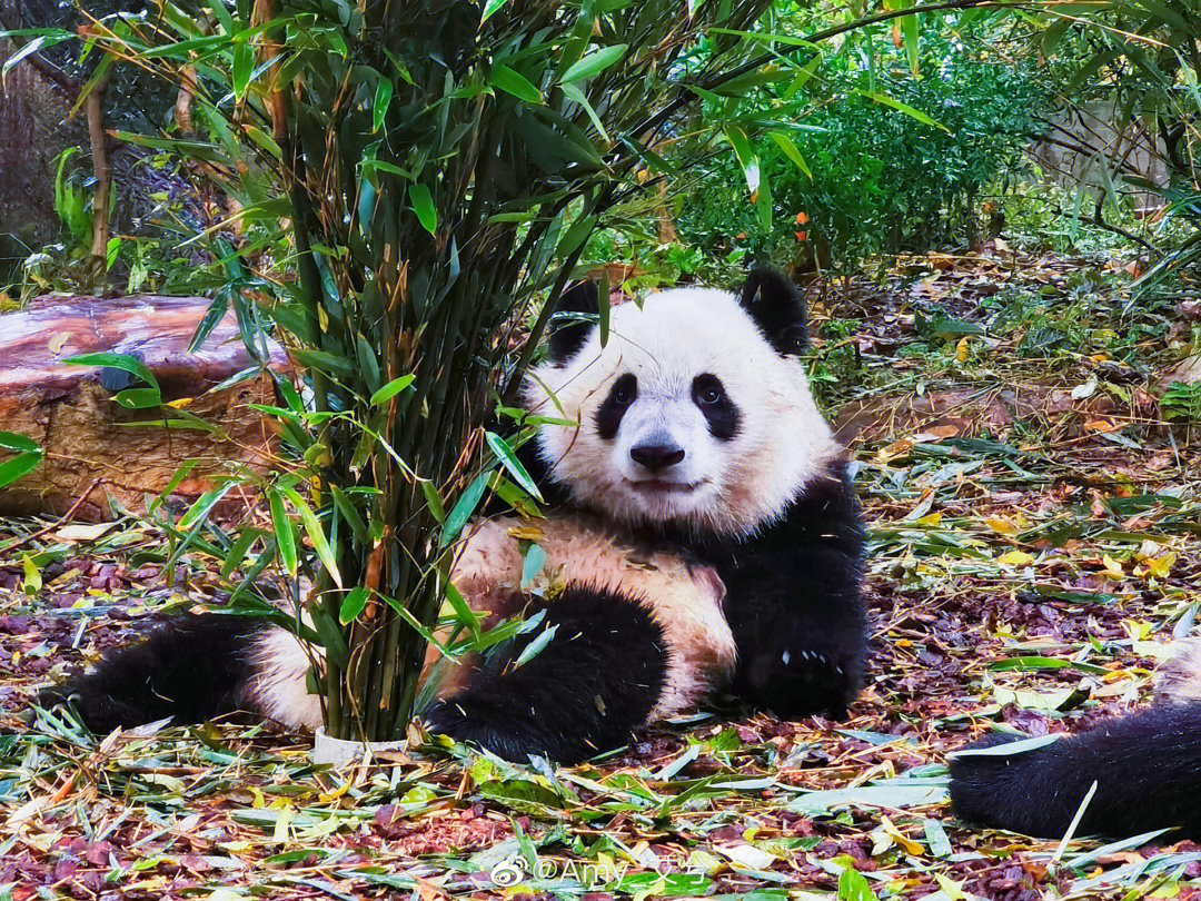 大熊猫福多多超话图片
