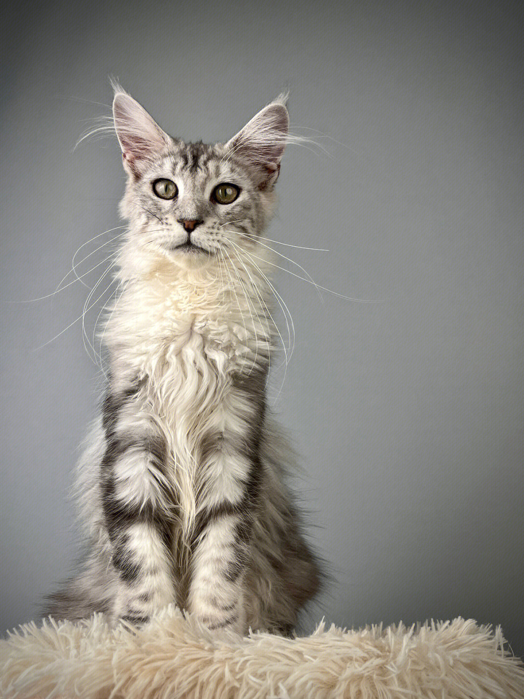 缅因猫拥有白围脖的一只银虎斑弟弟
