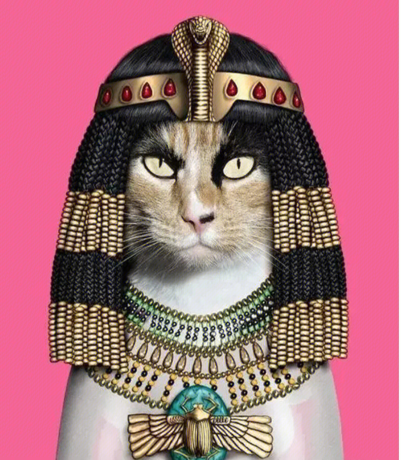 埃及法老猫克鲁斯图片