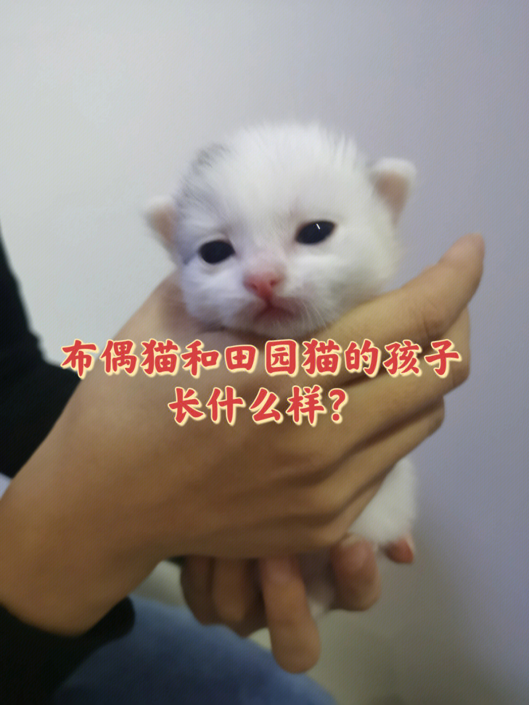 梦见猫生孩子图片