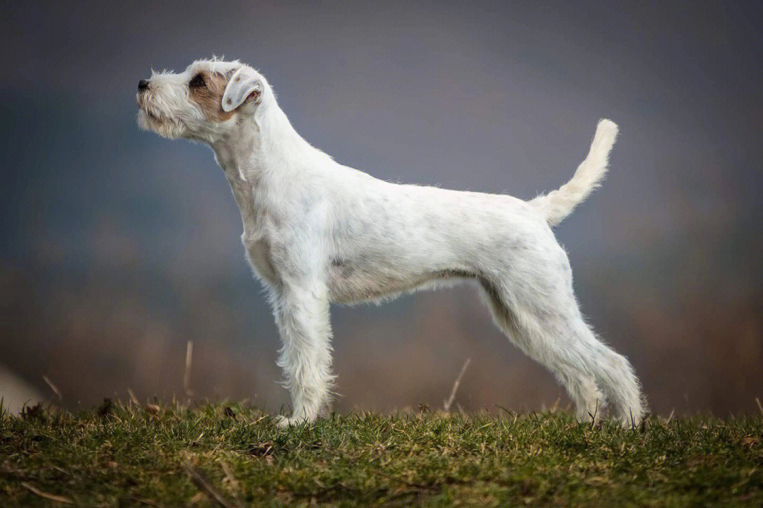 牧师犬百科图片