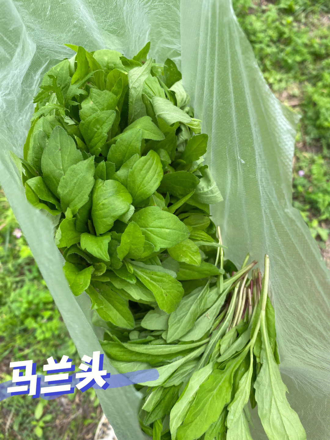 马兰头野菜图片吃法图片