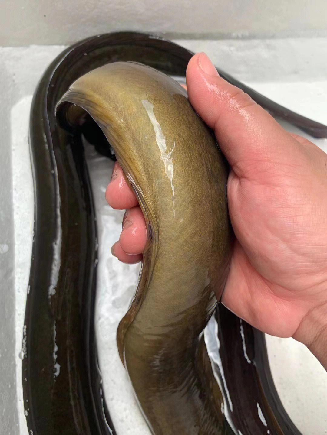 溪流野山鳗[微笑]2至25斤一条,1米8模特身材