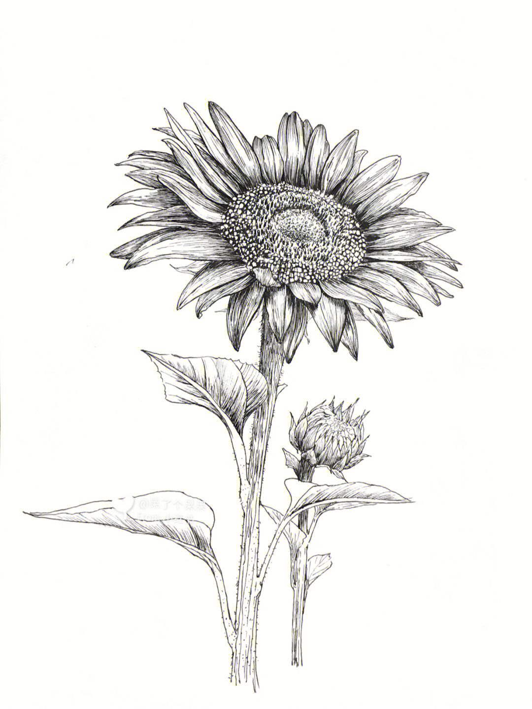 11种向日葵的画法素描图片