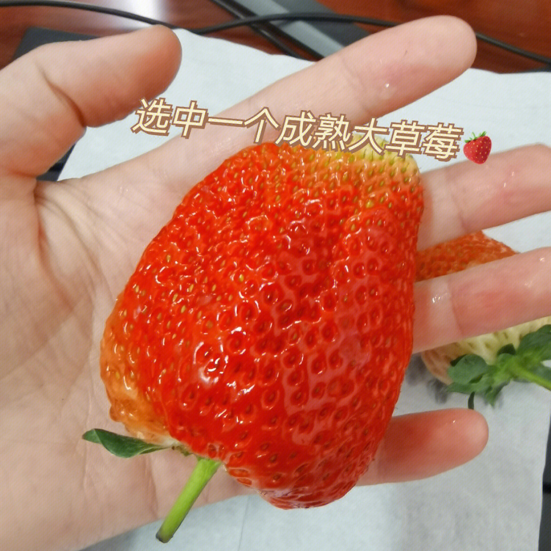 草莓种子的结构图图片