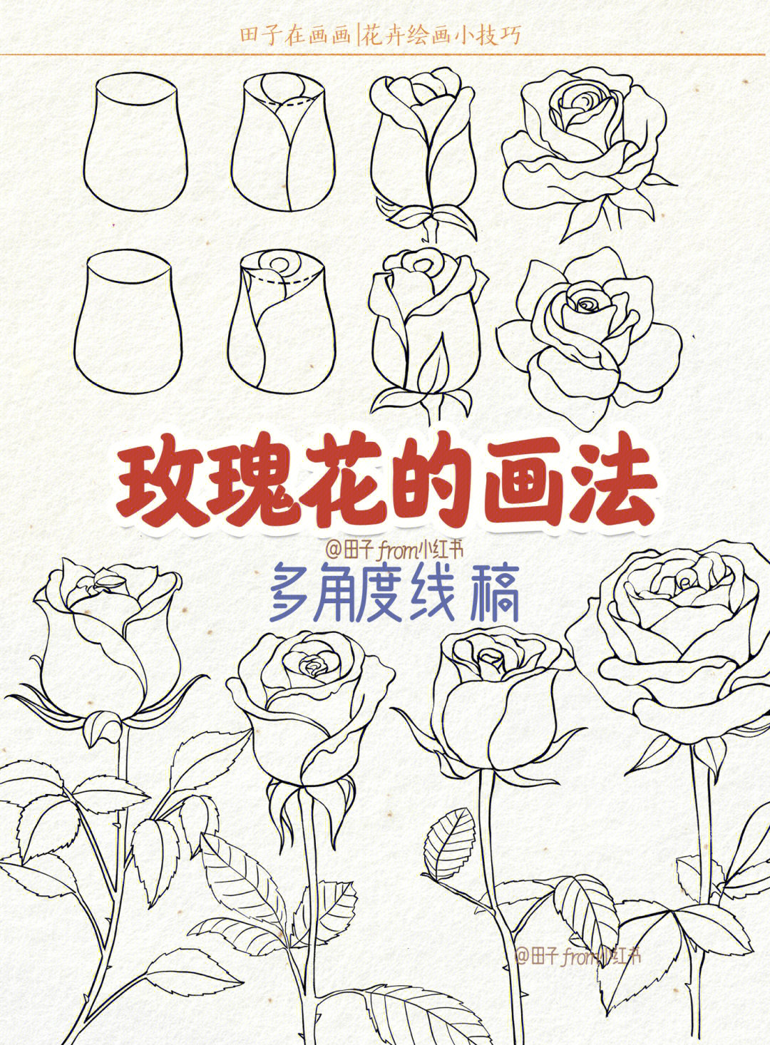 玫瑰花的画法多角度线稿绘画教程