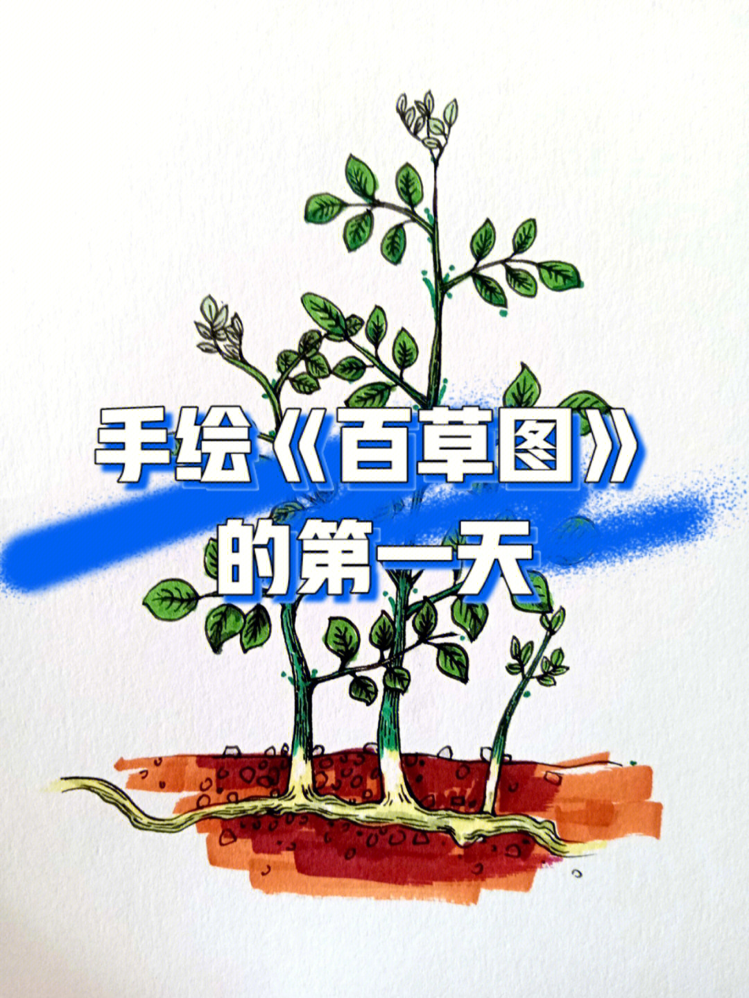 甘草晶纤维手绘图片