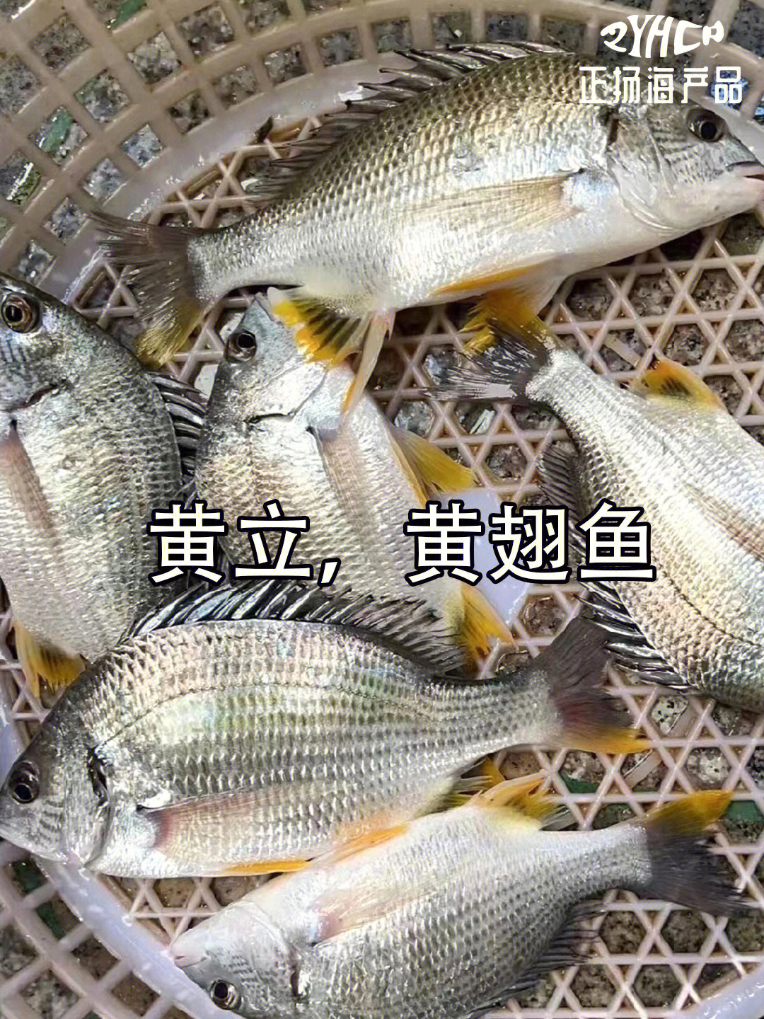 黄立鱼:黄立鱼学名黄鳍鲷(sparus latus,硬骨鱼纲,鲈形目,鲷科,又名