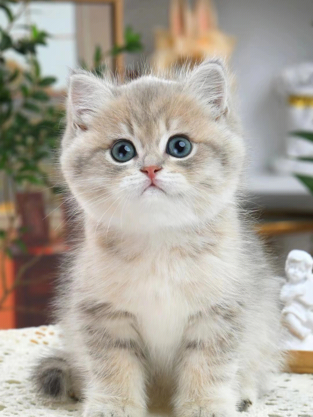 世界上最萌的小猫图片