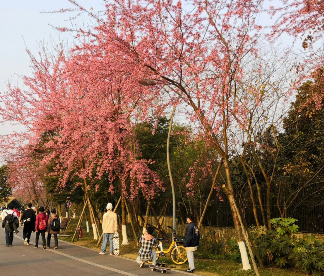 樱花配日落