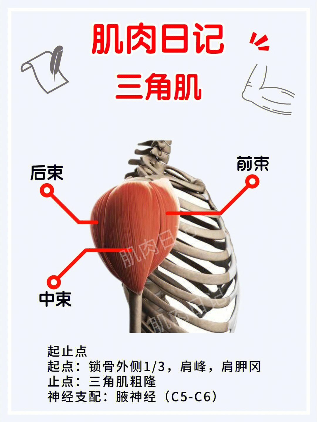 起止点7515起点:锁骨外侧1/3,肩峰,肩胛冈止点:三角肌粗隆功能