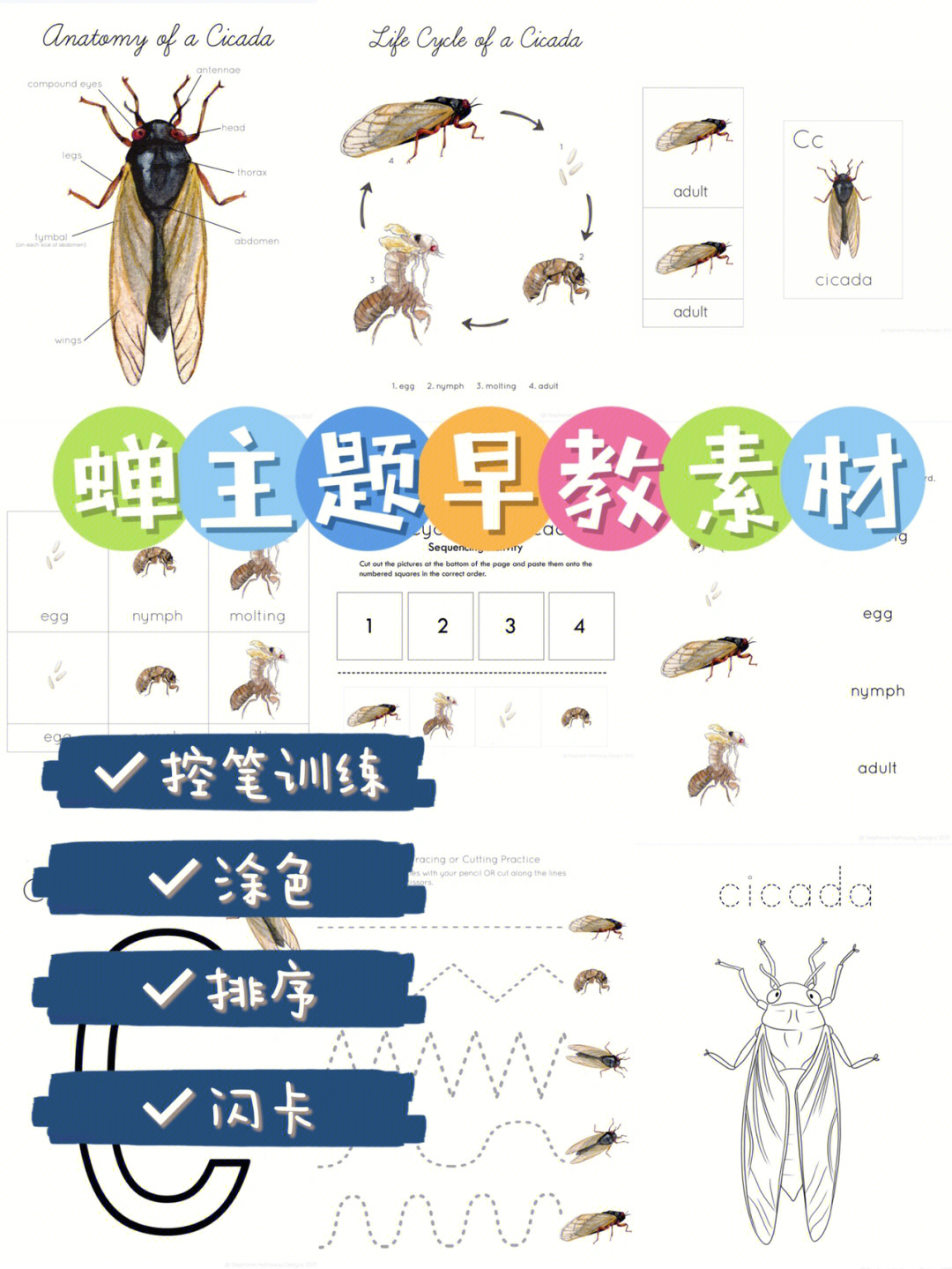 蝉的进化过程图片