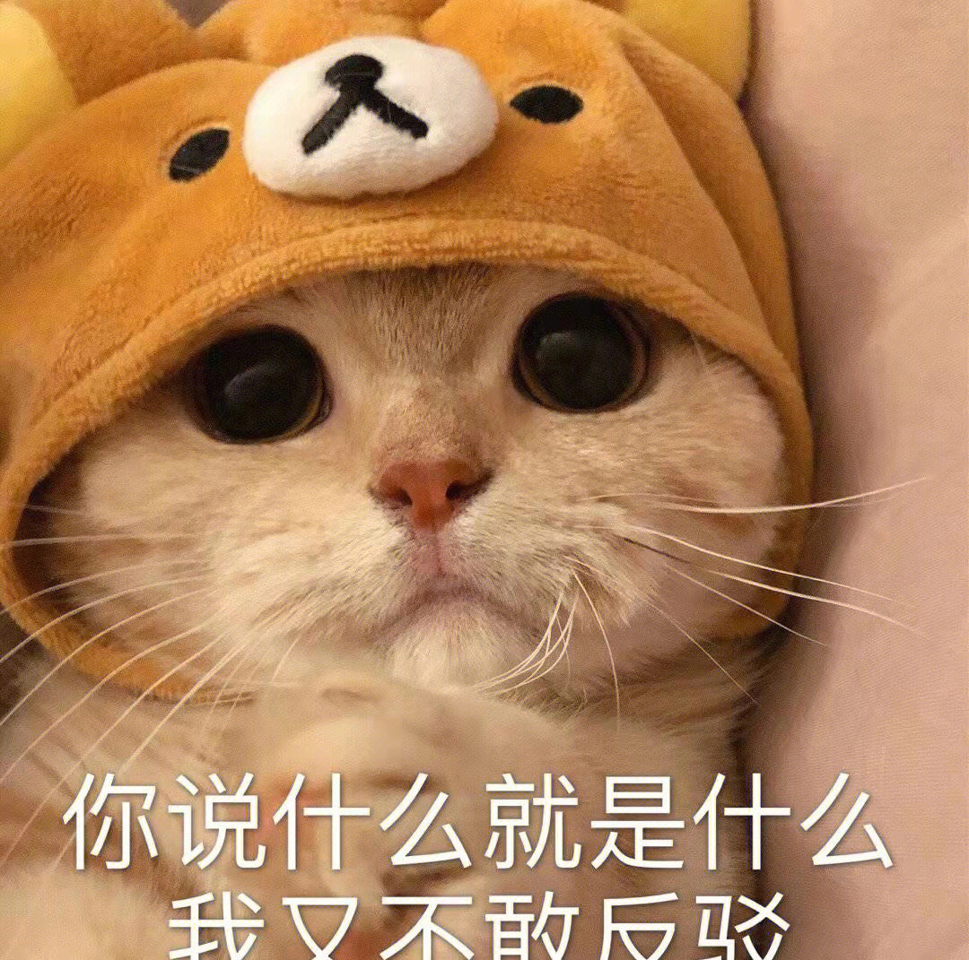 可爱猫咪表情包