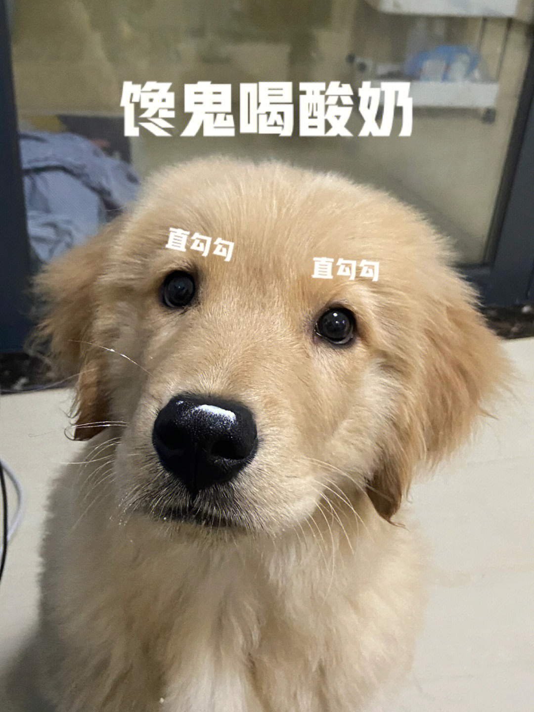 请问金毛不吃什么