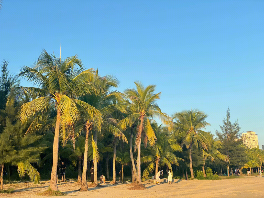 三亚湾椰梦长廊风景区图片