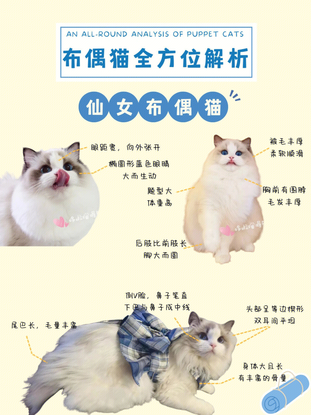 布偶猫种类品种图解图片