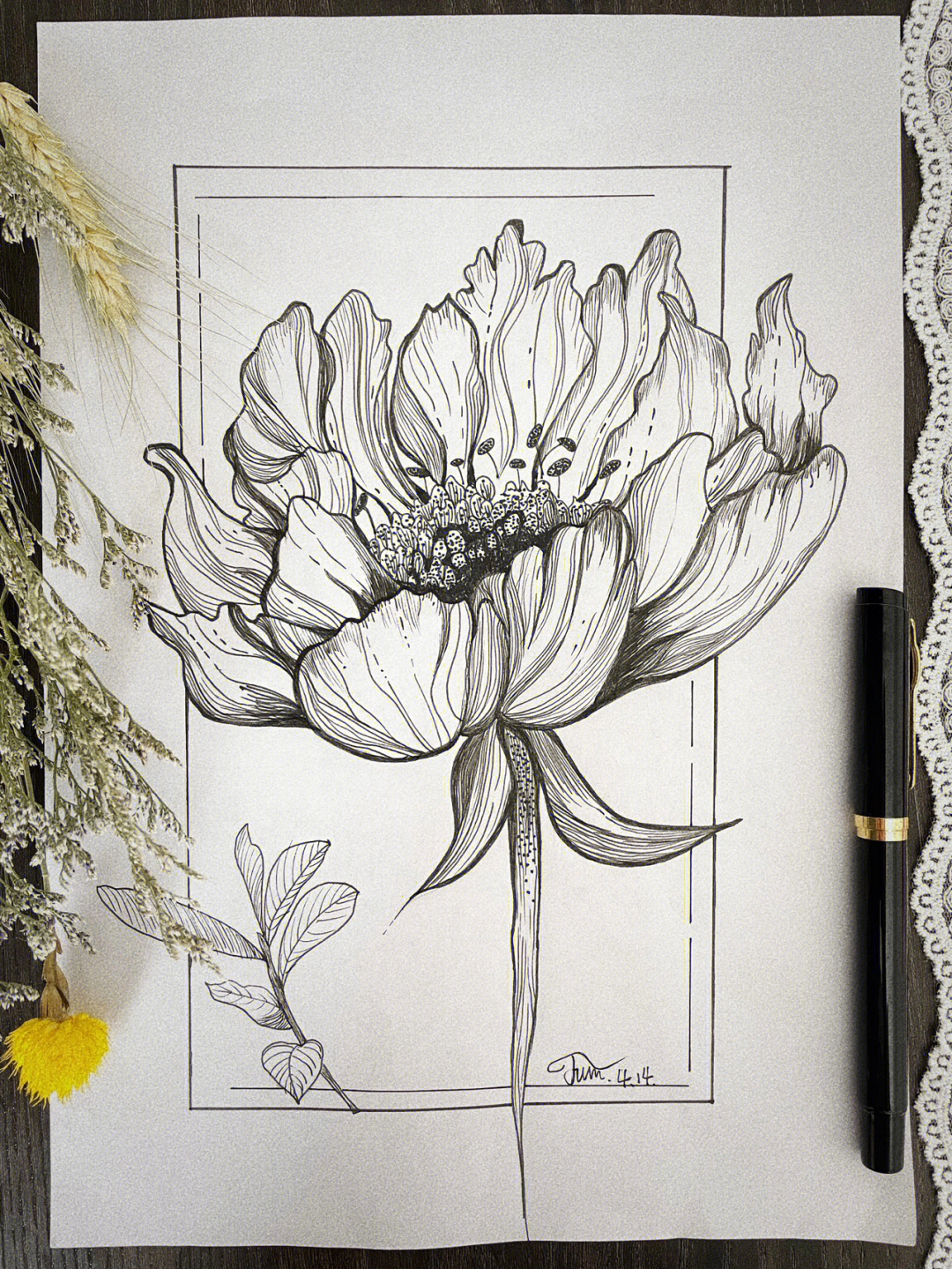 牡丹花素描 铅笔画图片