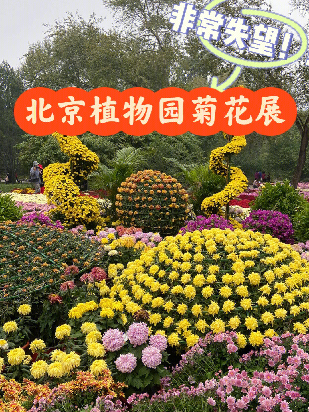令人失望的北京植物园菊花展|公园游记