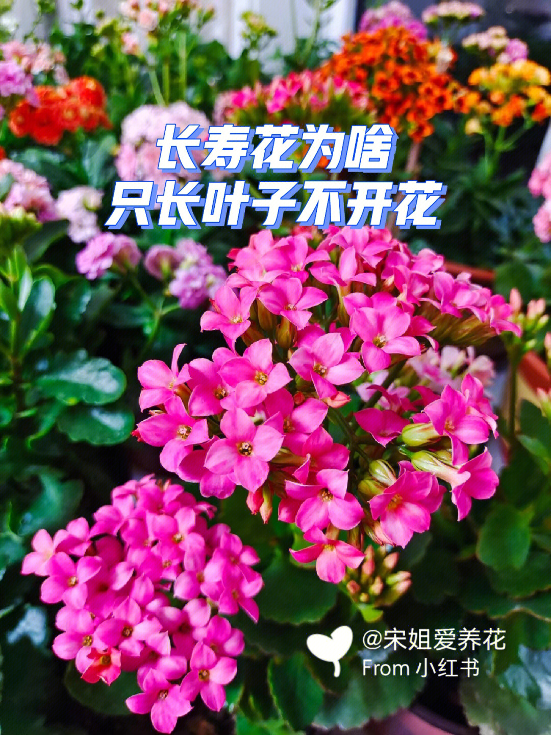 万寿花描写图片