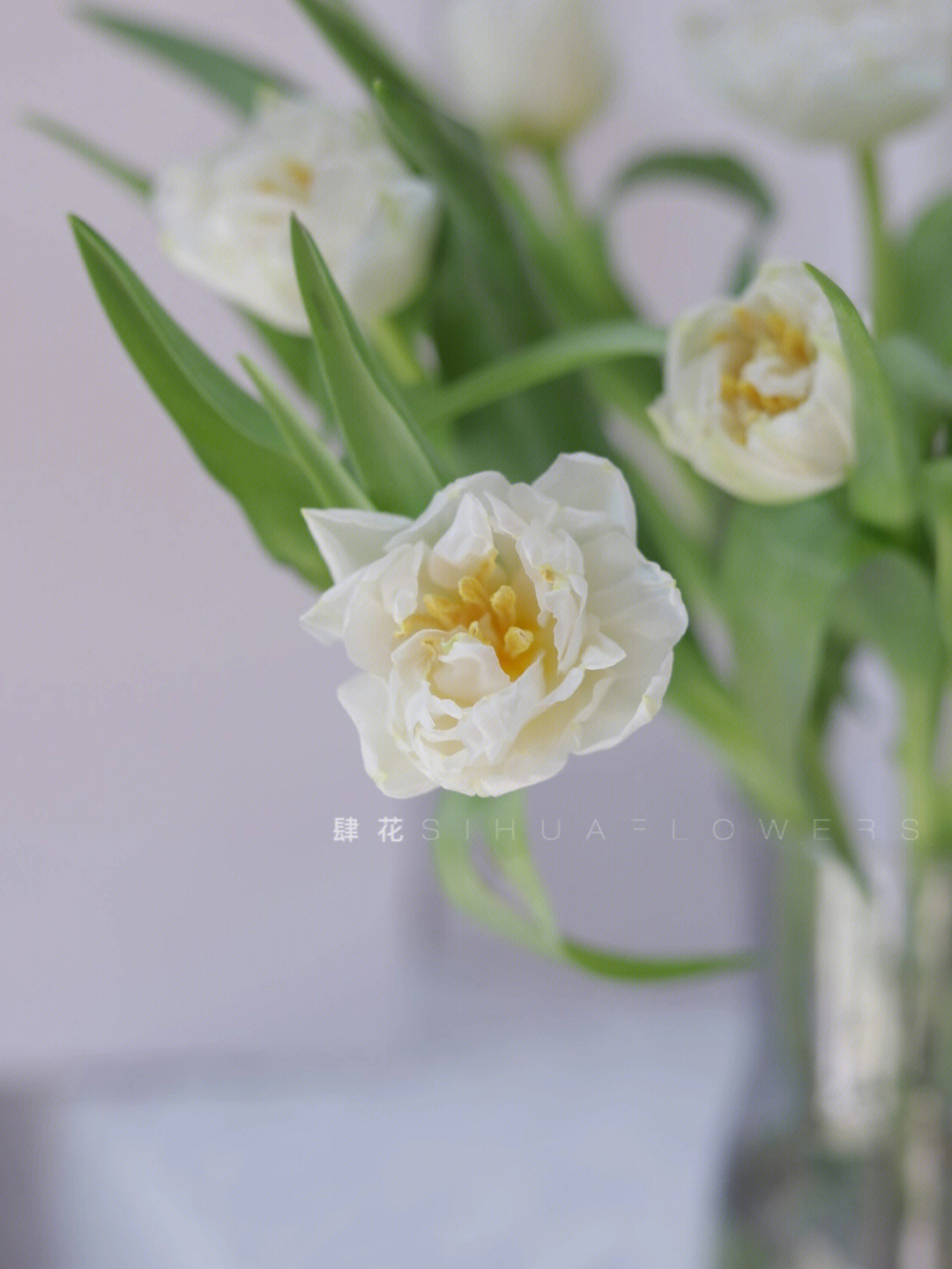 白色重瓣郁金香花语图片