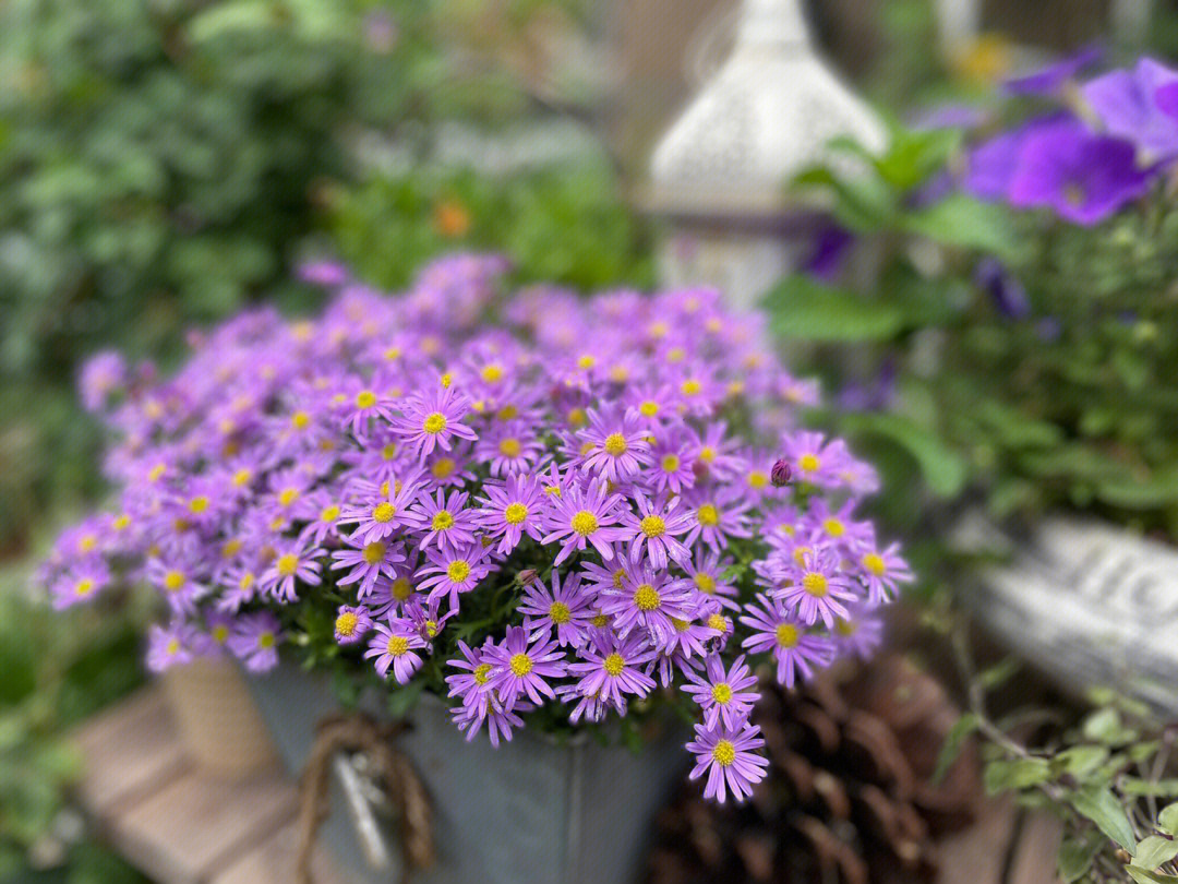 紫色姬小菊花语图片