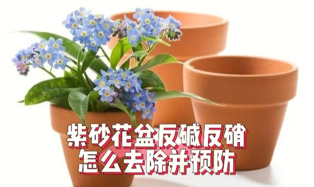 紫砂花盆反碱反硝怎么去除并预防