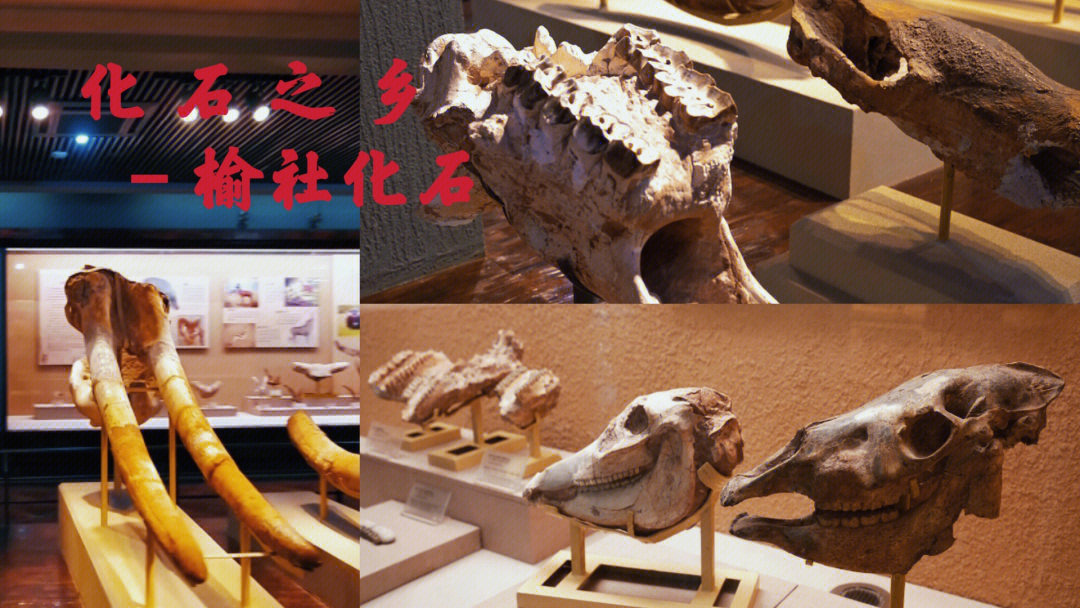 榆社化石博物馆图片图片