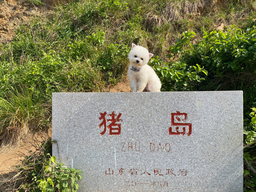 即墨猪岛图片