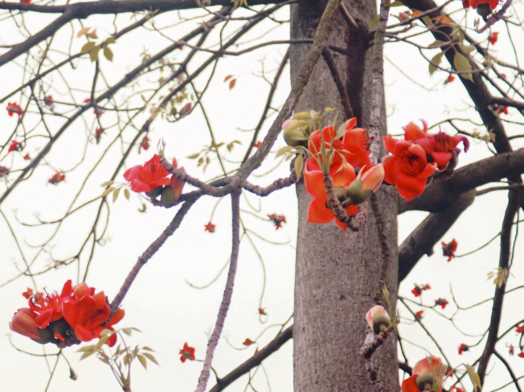 木棉花样子介绍图片