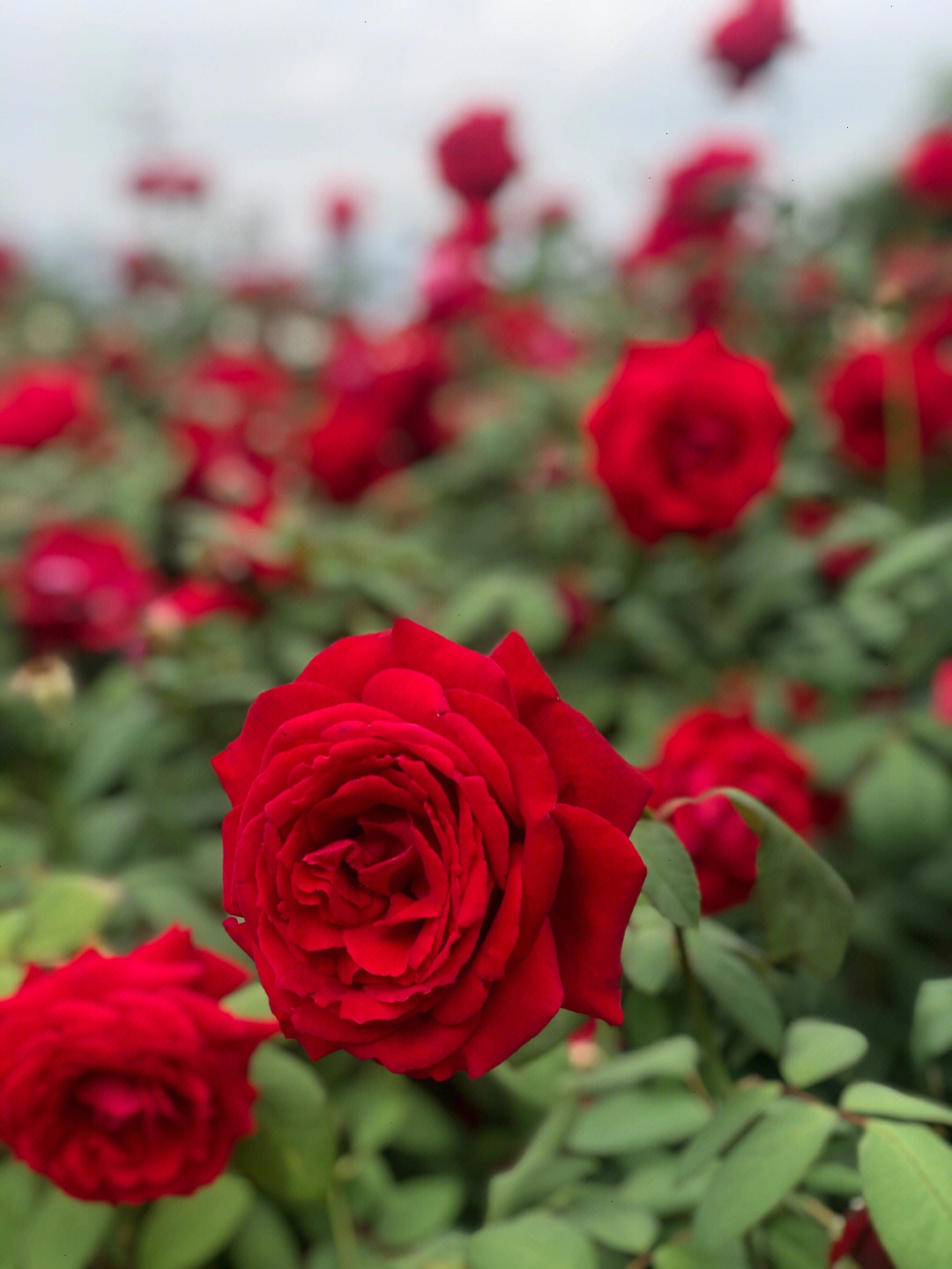 rosegarden玫瑰花园