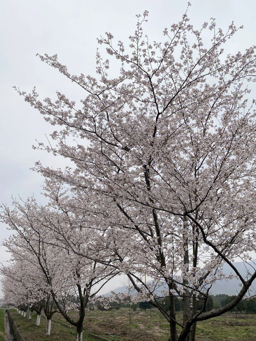 杭州樱花